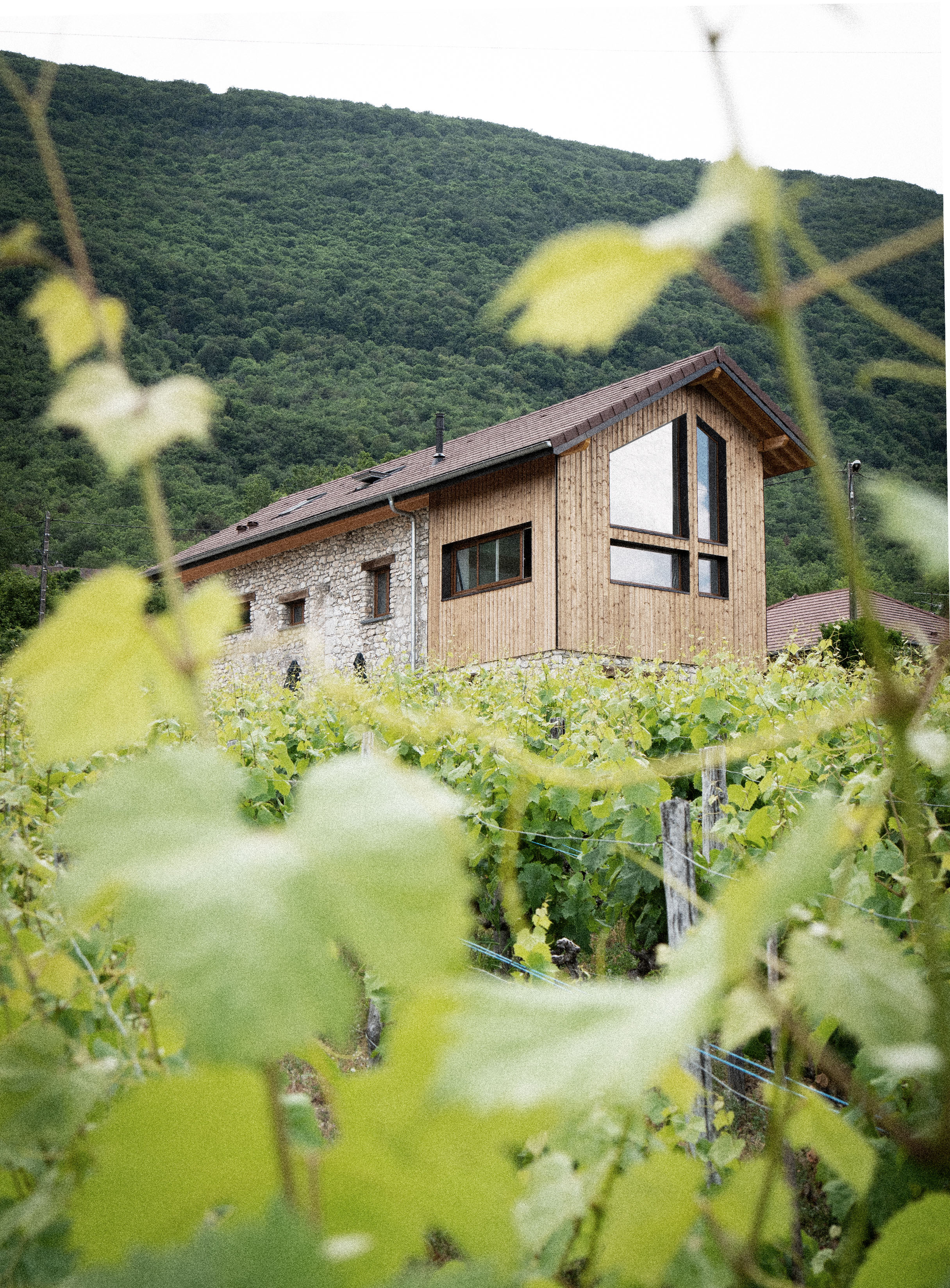 À fleur de vignes